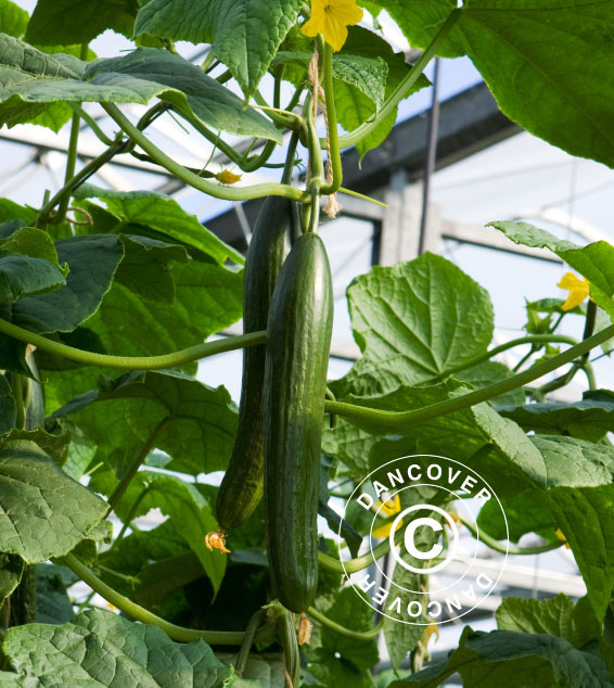 Drivhus Polykarbonat Halls Popular 6,2m², 1,93x3,19x1,95m, Aluminium