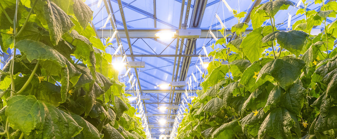 Lys og skygge i drivhuset