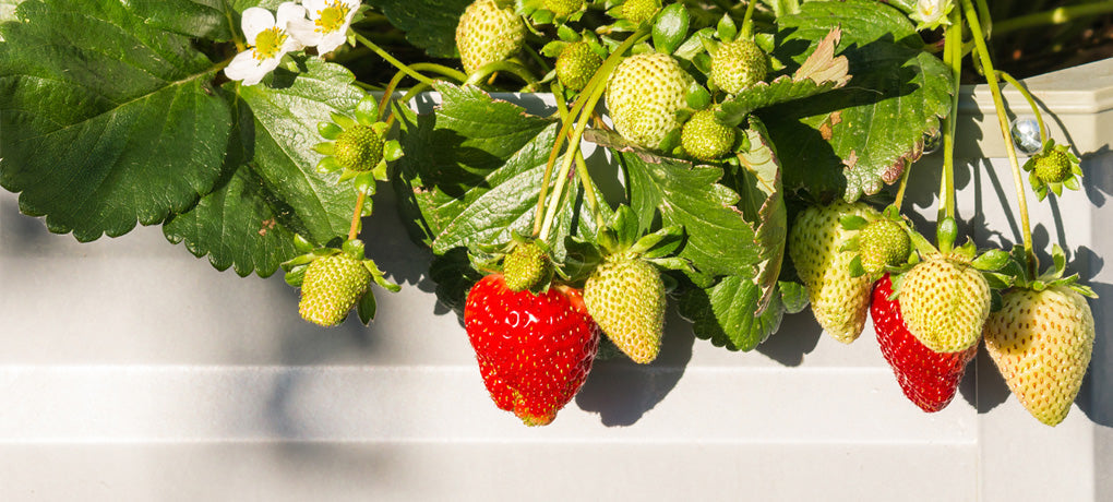 Planter til drivhuset