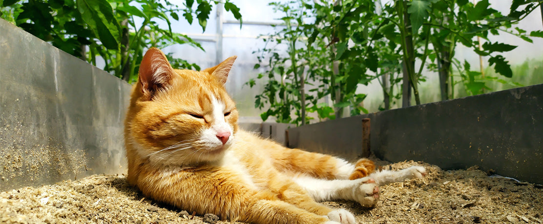 Hvordan du varmer opp drivhuset